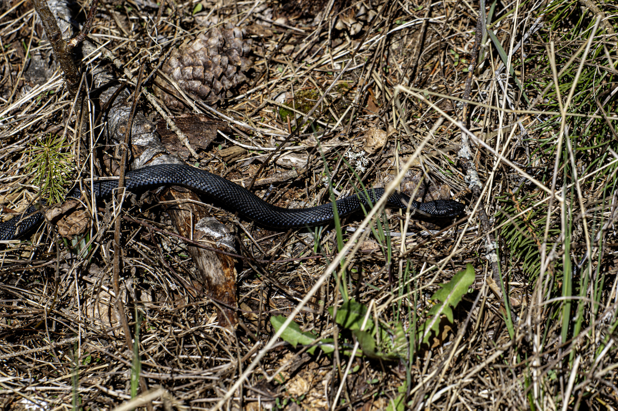 Grass snake (Natrix natrix)