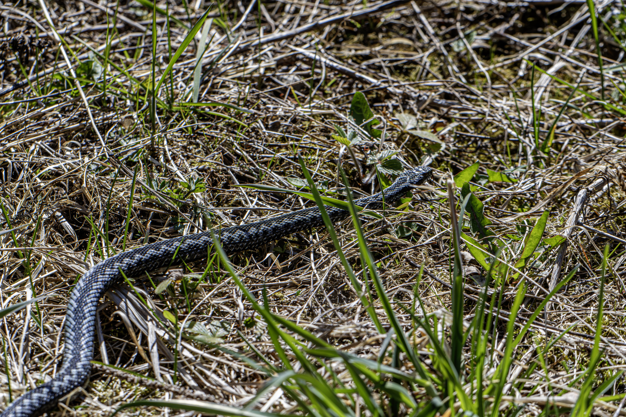 Common European adder (Vipera berus)