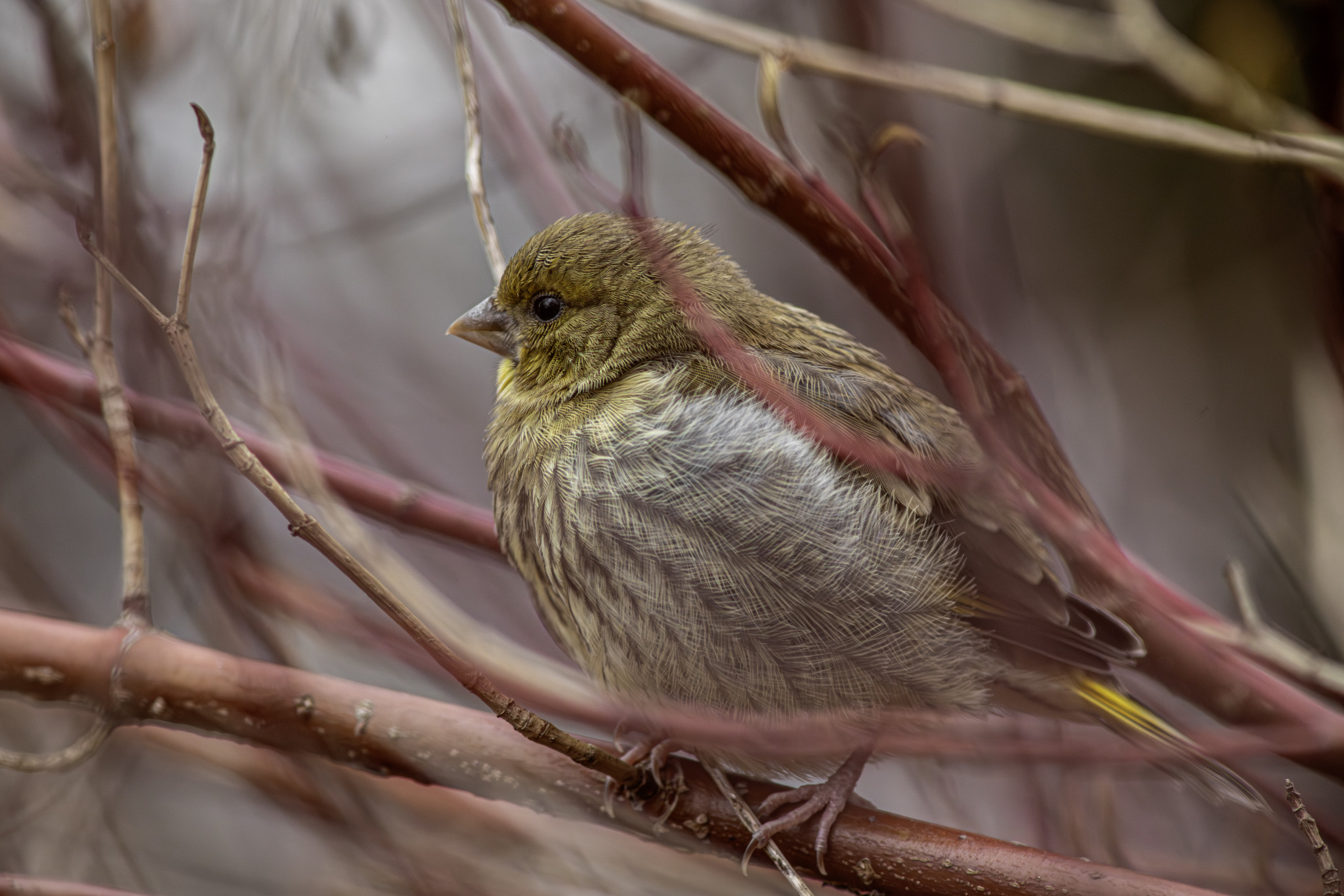 European greenfinch (Chloris chloris)