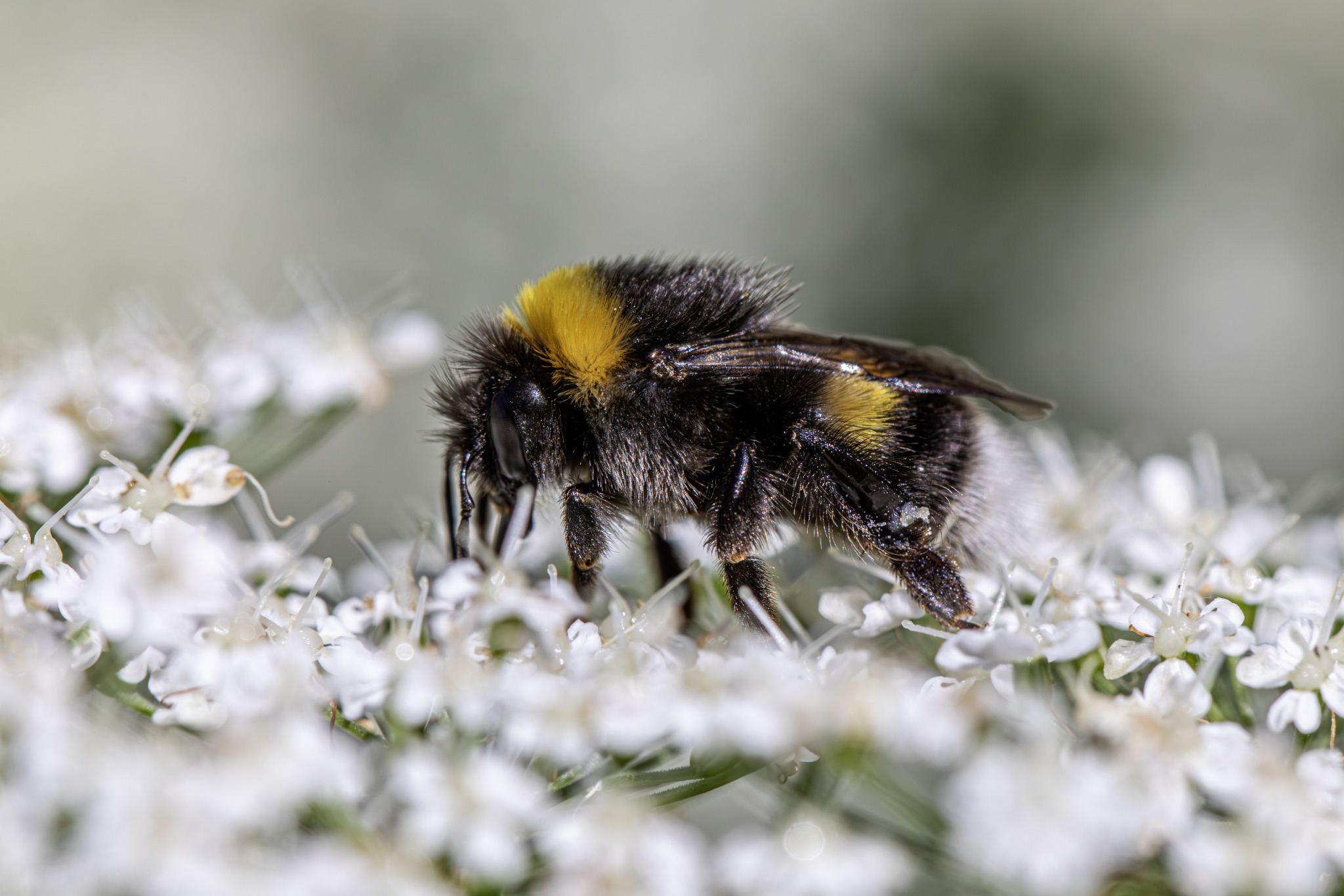 White-tailed bumble bee (Bombus lucorum)