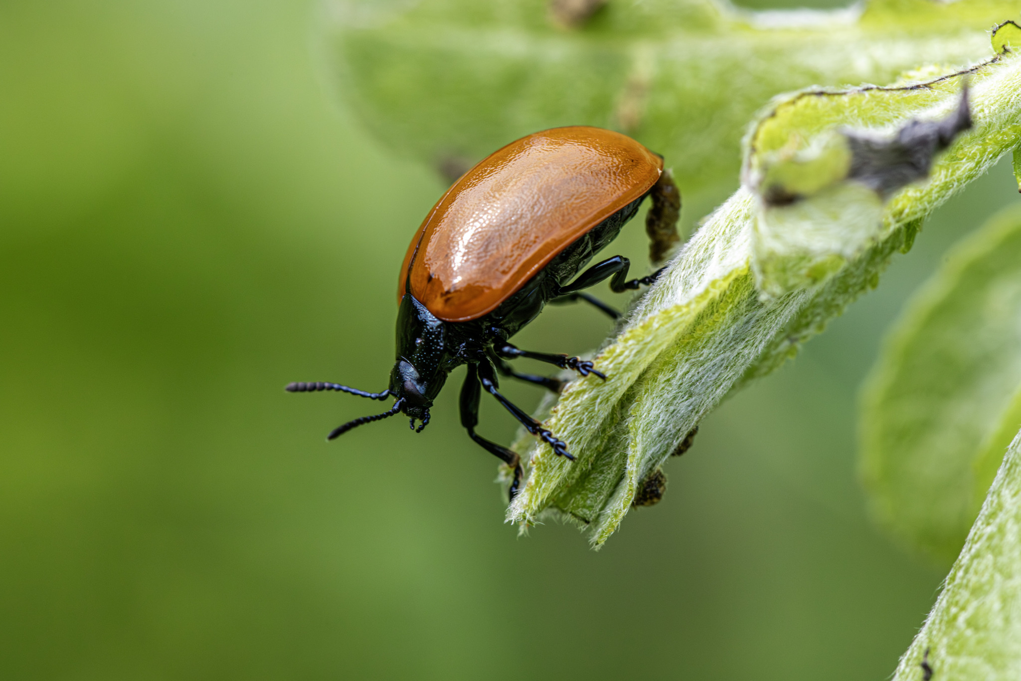 Red poplar leaf beetle (Chrysomela populi)