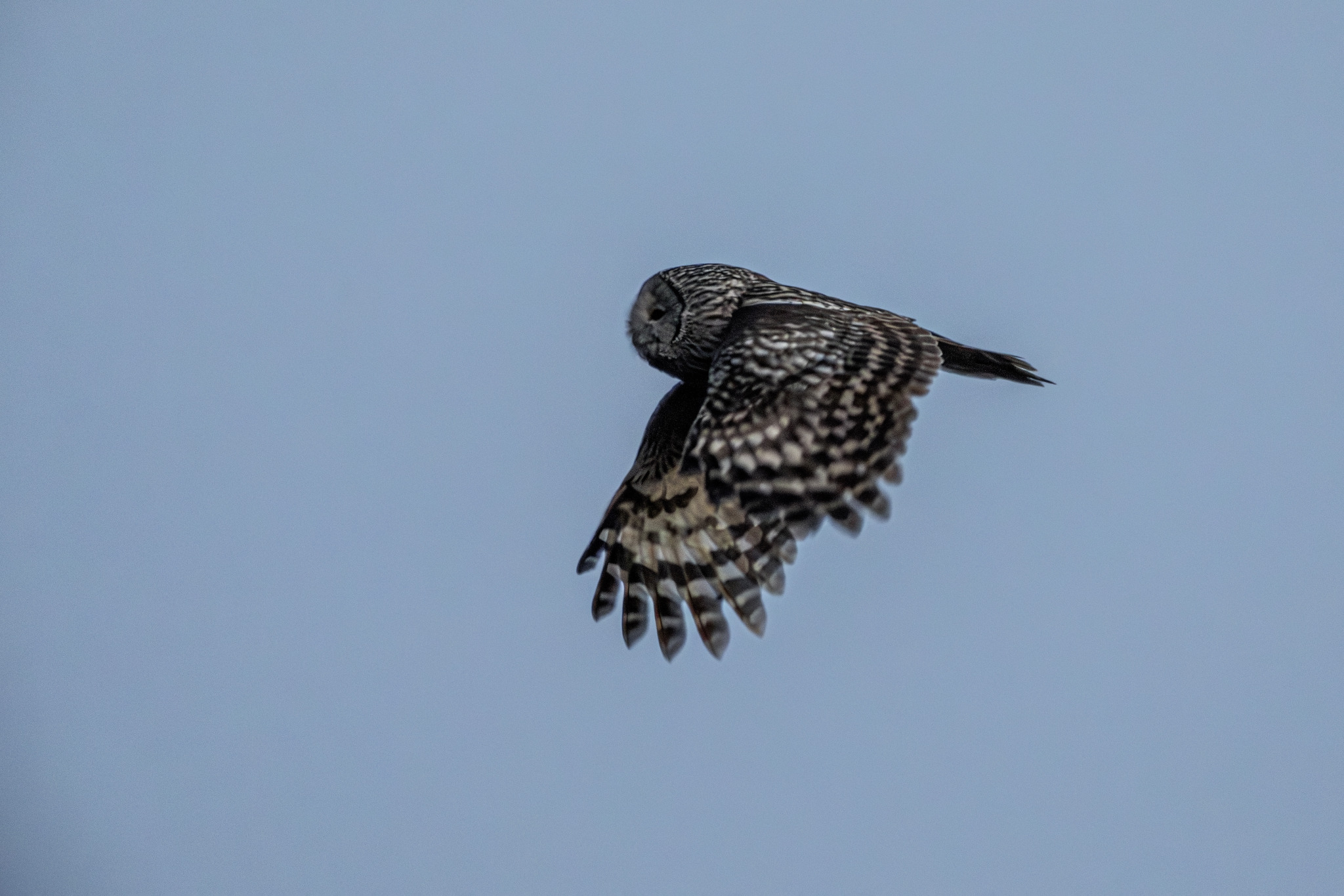 Ural owl (Strix uralensis)