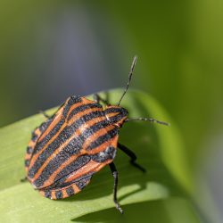 Striped bug (Graphosoma lineatum)