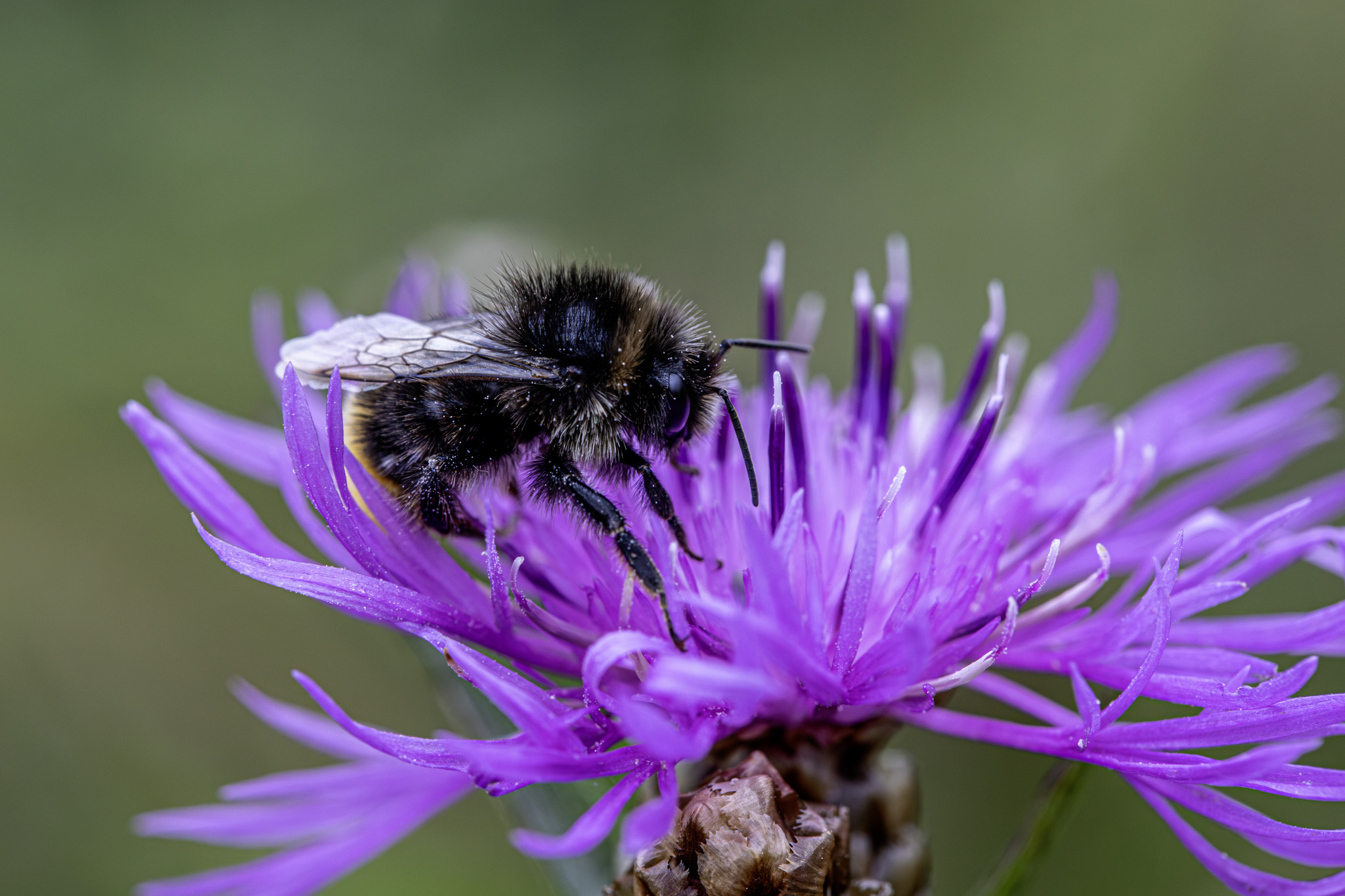 Red-tailed bumble bee (Bombus lapidarius)