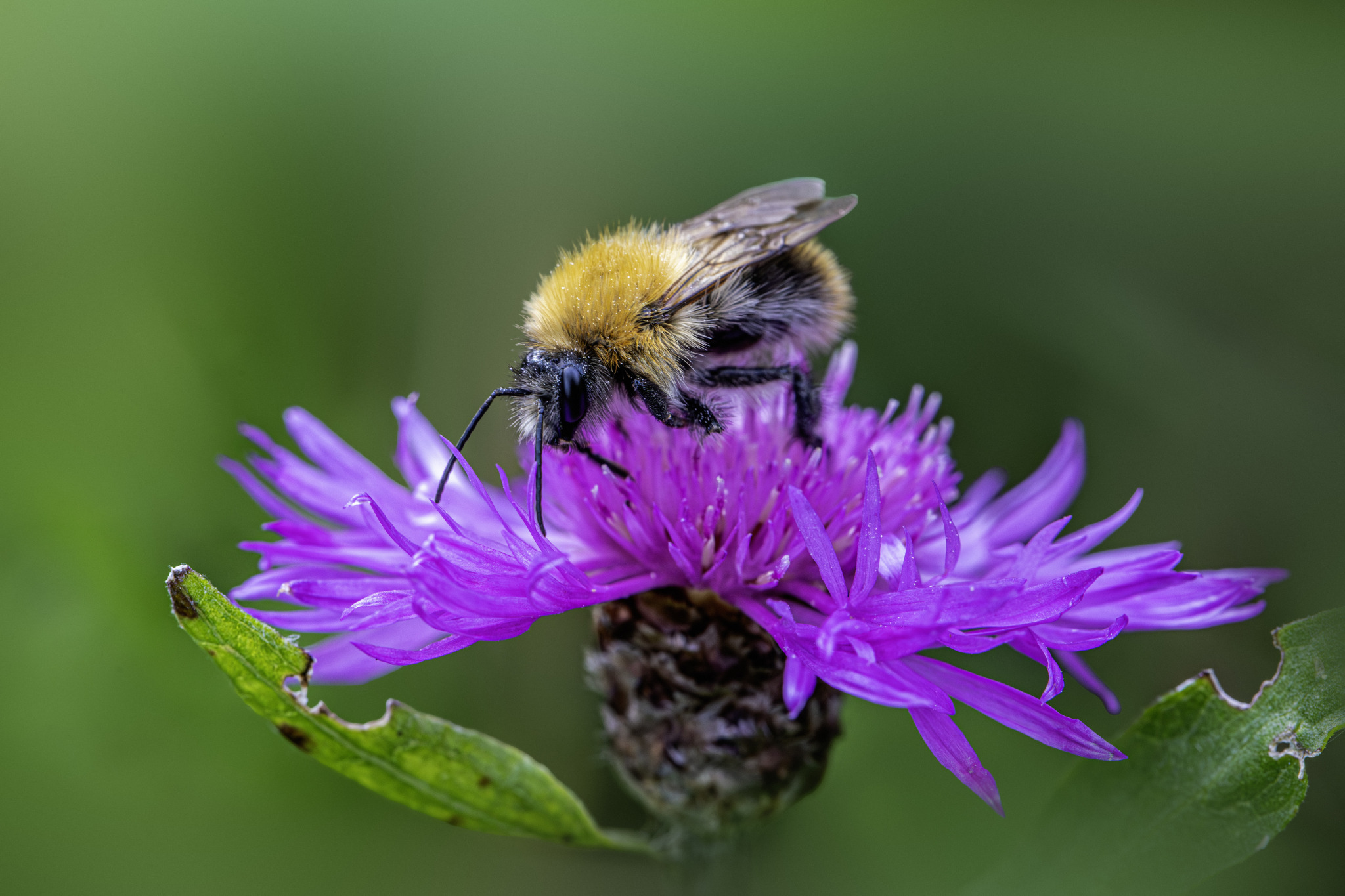 Common carder bee (Bombus pascuorum)