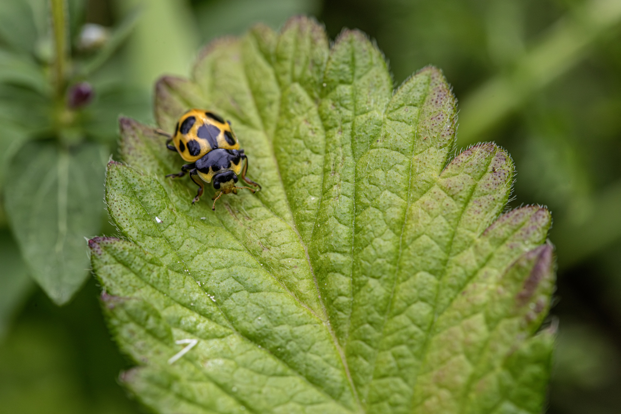 Seaside lady beetle (Naemia seriata)