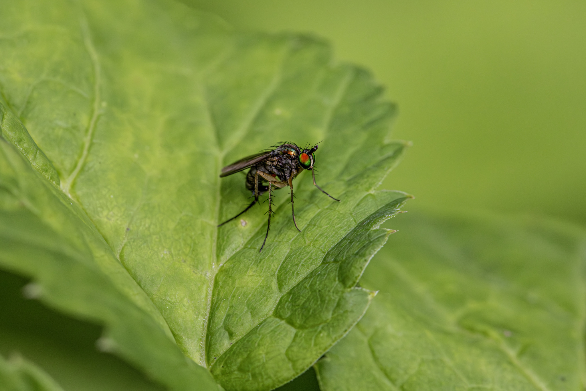 Long legged fly (Dolichopus ungulatus)