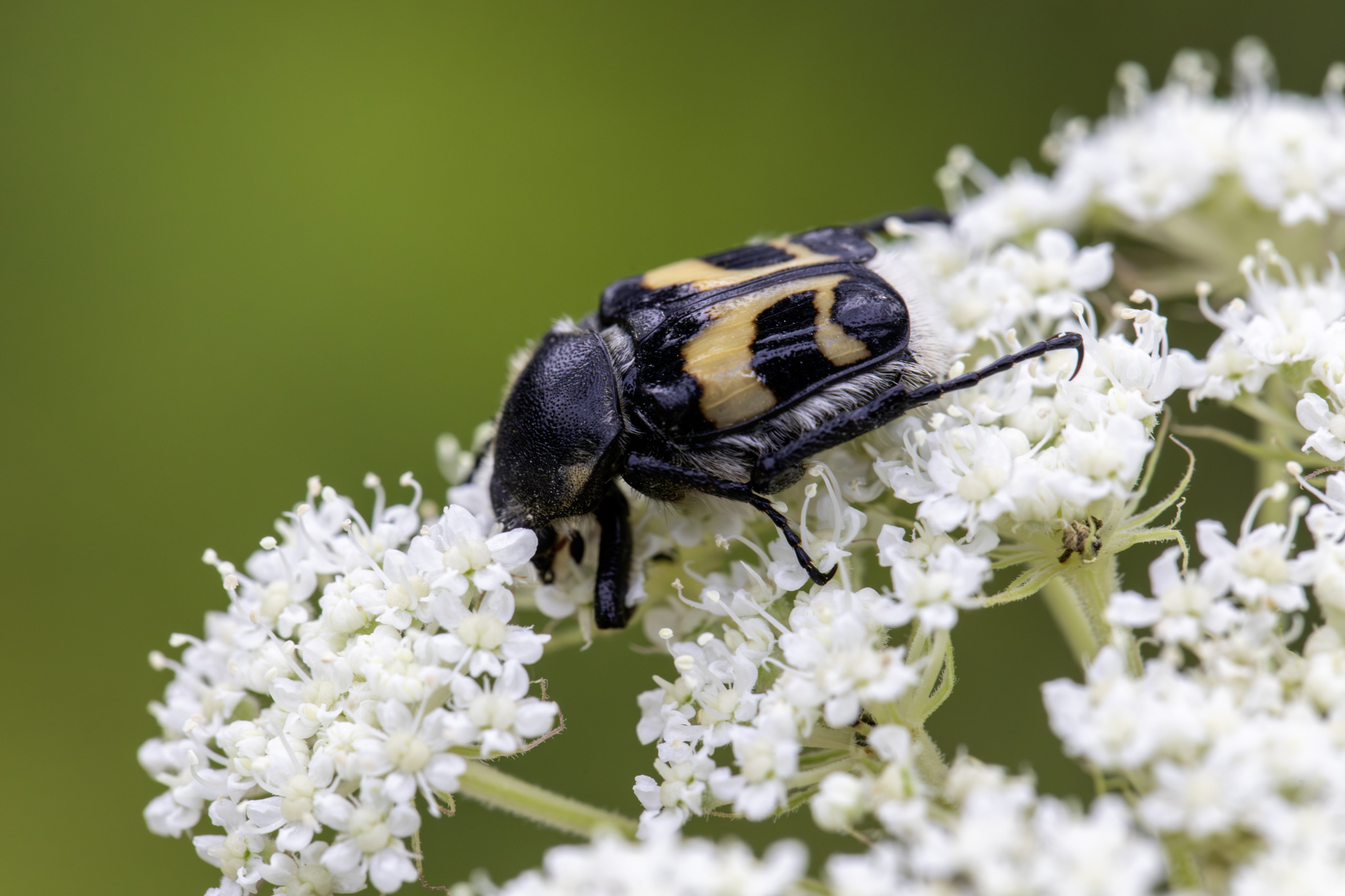 Eurasian bee beetle (Trichius fasciatus)