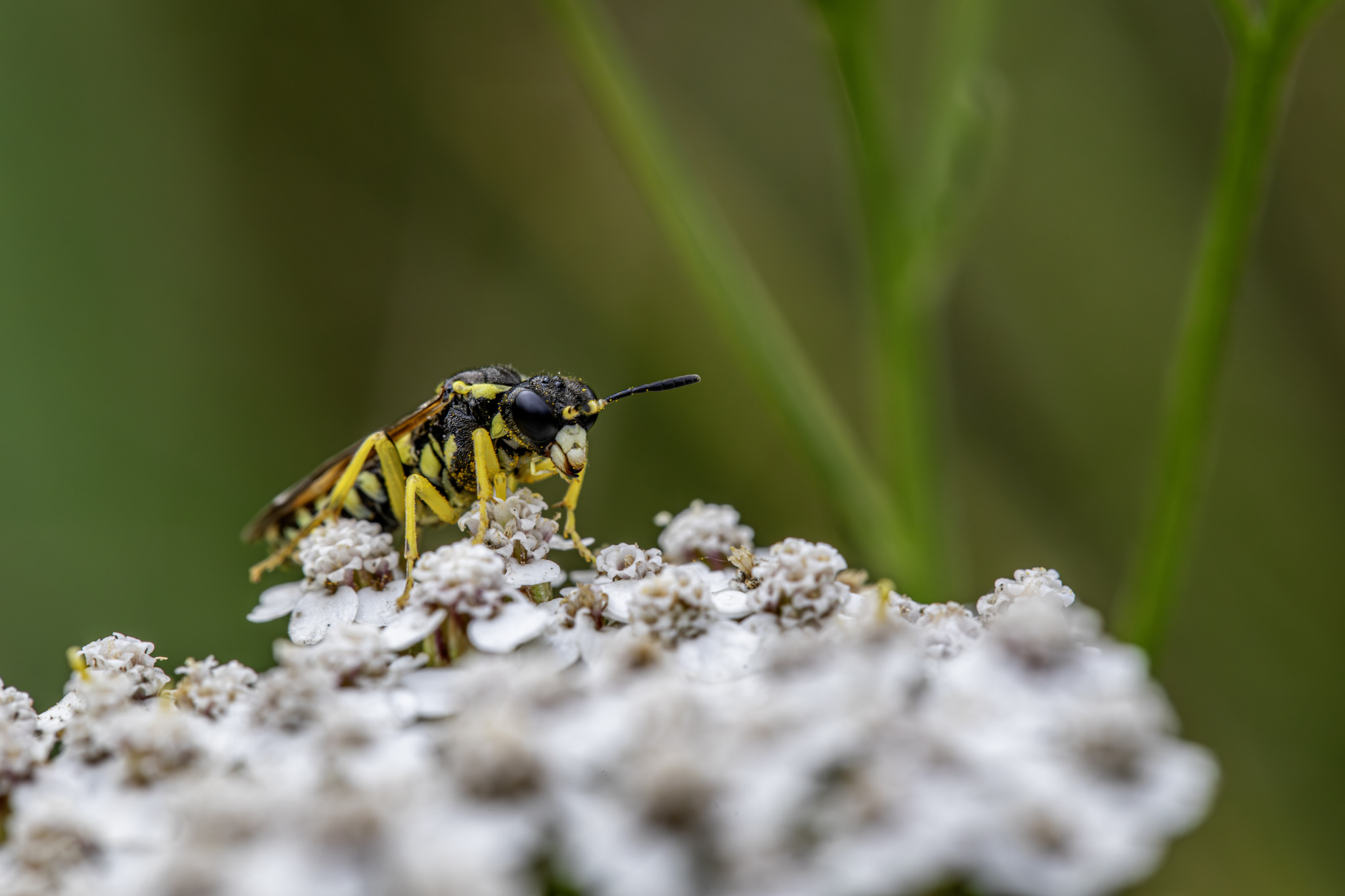 Yellow-sided clower-sawfly (Tenthredo notha)