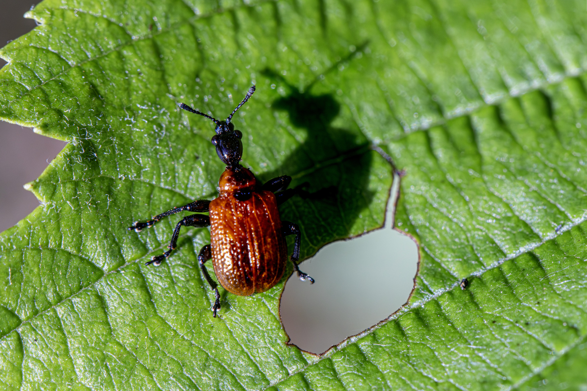 Hazel-leaf roller weevil (Apoderus coryli)