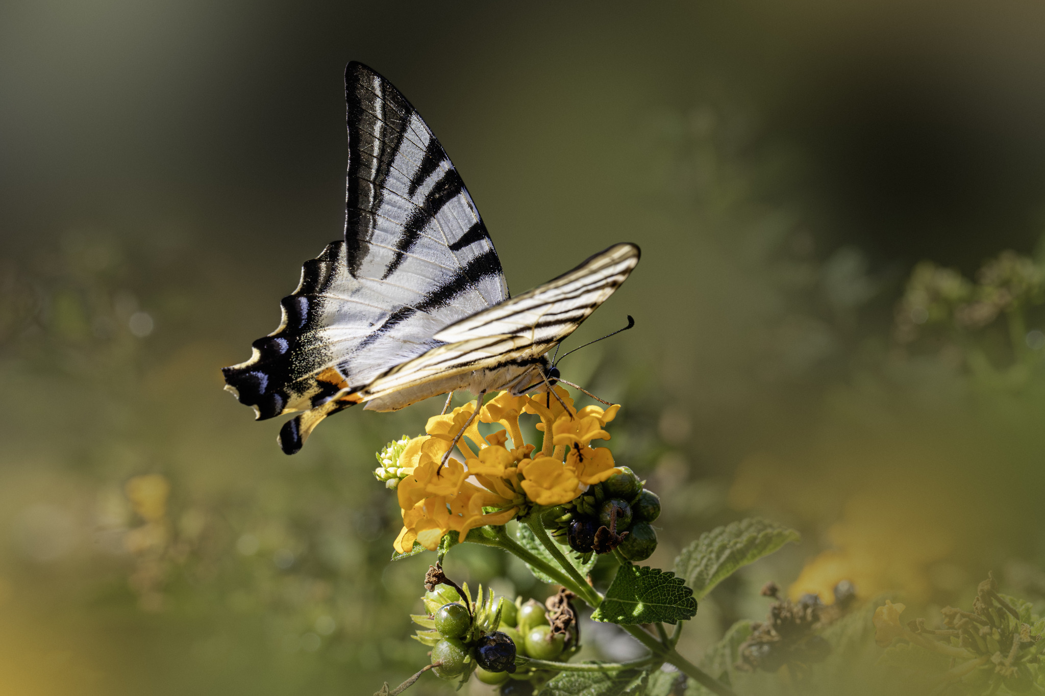 Scarce Swallowtail (Iphiclides podalirius)