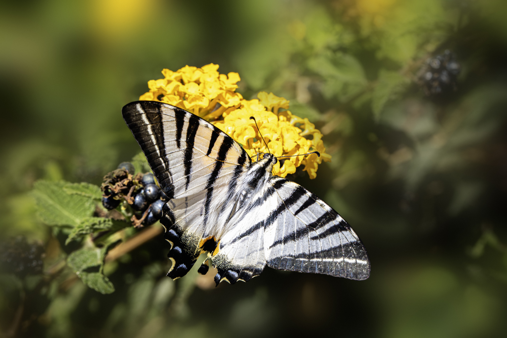 Scarce Swallowtail (Iphiclides podalirius)