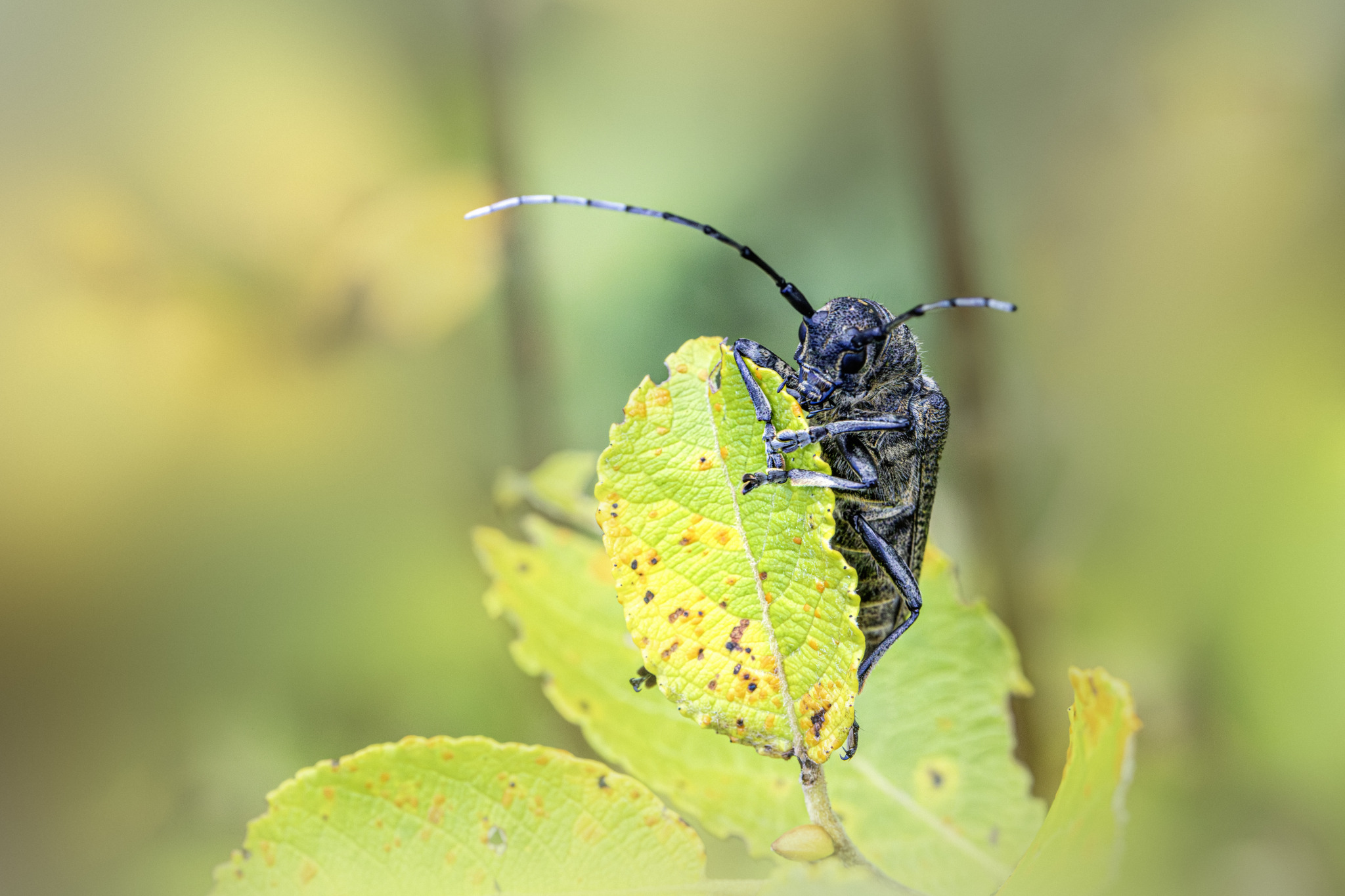 Large poplar borer, longhorn beetle (Saperda carcharias)