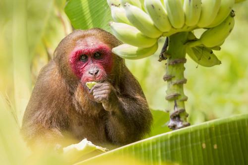 Stump-tailed Macaque (Macaca arctoides)