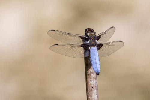 Lapik vesikiil, Broad-bodied chaser (Libellula depressa)