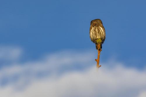 Eurasian pygmy owl (Glaucidium passerinum)