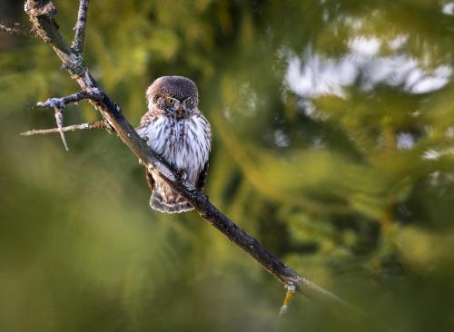 Eurasian pygmy owl (Glaucidium passerinum)