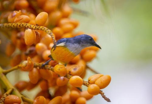 orange bellied flowerpecker (dicaeum trigonostigma)