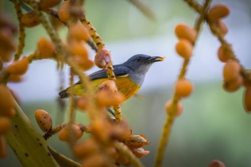 orange bellied flowerpecker (dicaeum trigonostigma)