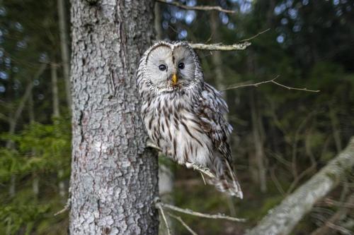 Ural owl (Strix uralensis)