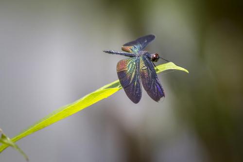 greater blue wing, (rhyothemis plutonia)