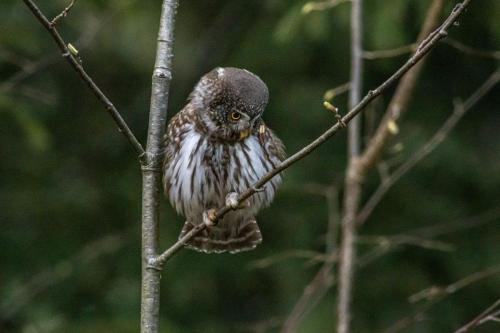 Eurasian pygmy owl (Glaucidium passerinum)