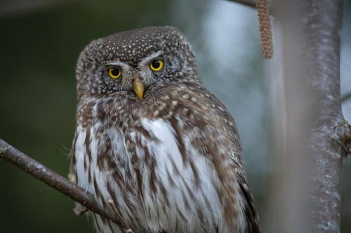 Eurasian pygmy owl (Glaucidium passerinum)