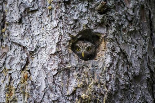 Eurasian pygmy owl (Glaucidium passerinum)