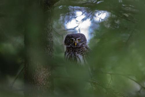 Eurasian pygmy owl (Glaucidium passerinum)