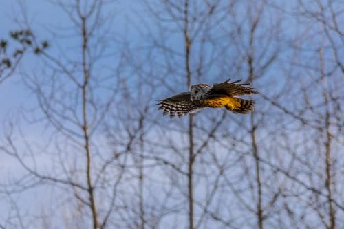 Ural owl (Strix uralensis)