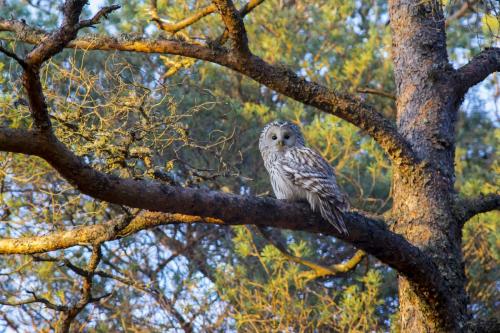 Ural owl (Strix uralensis)