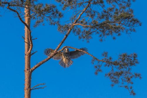 Ural owl (Strix uralensis)