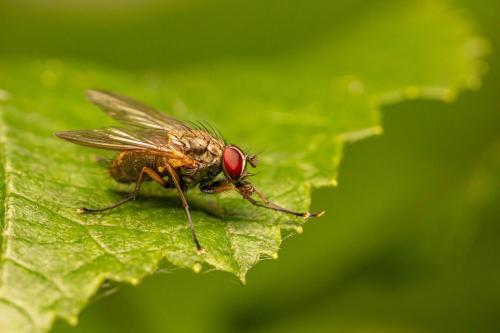 House fly (Phaonia angelicae)