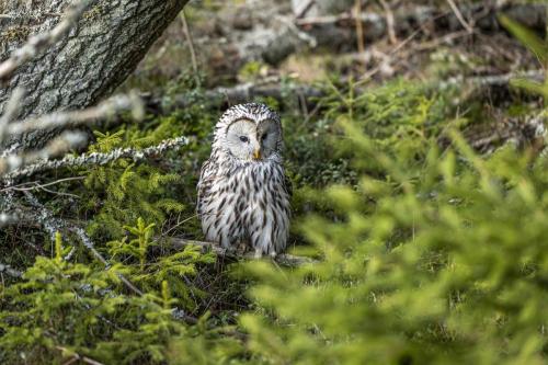 Ural owl (Strix uralensis)