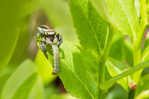 Jumping spider