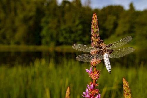 Lapik-vesikiil, Broad-bodied chaser (Libellula depressa)