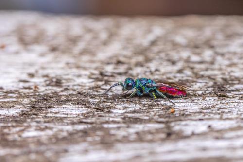 Cuckoo wasp (Crysis)