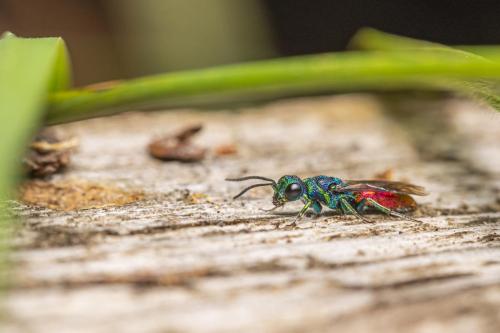 Cuckoo wasp (Crysis)