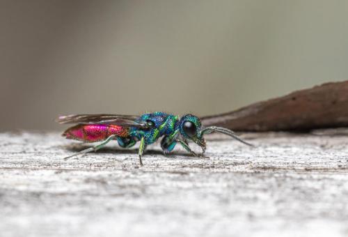 Cuckoo wasp (Crysis)