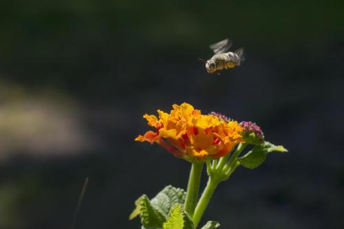 Blueberry bee