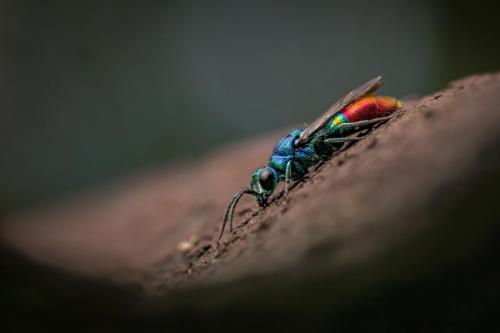 Cuckoo-wasp (Chrysis fulgida)