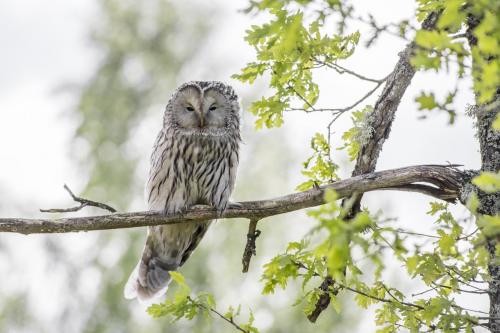 Ural owl (Strix uralensis)