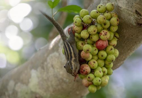 Himalayan striped squirrel (Tamiops mcclellandii)