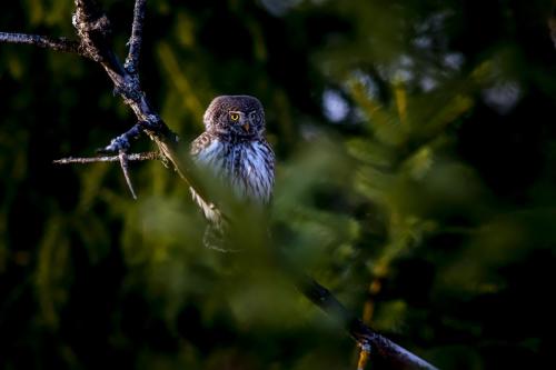 Eurasian pygmy owl (Glaucidium passerinum)