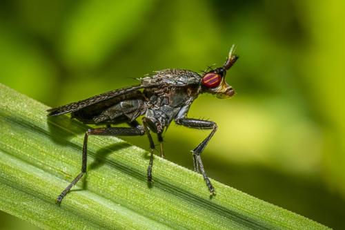 Sieve-winged snailkiller (Coremacera marginata)