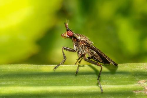 March Fly (Coremacera marginata)