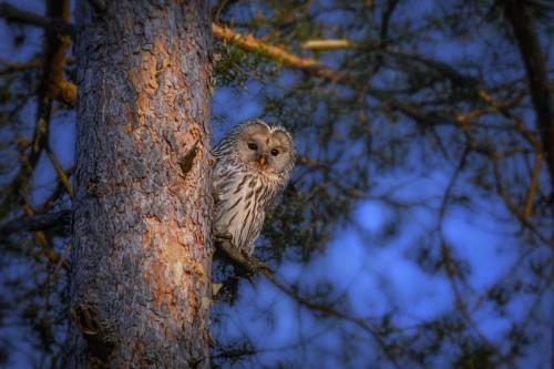 Ural Owl (Strix uralensis)