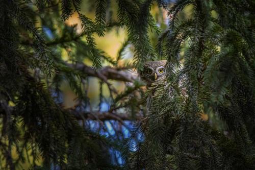 Eurasian pygmy owl (Glaucidium passerinum)