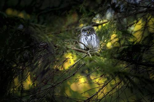 Eurasian pygmy owl (Glaucidium passerinum)