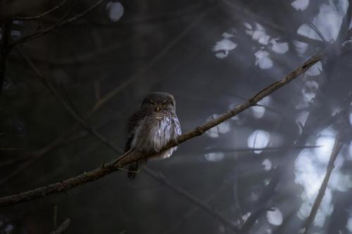 Eurasian pygmy owl (Glaucidium passerinum)